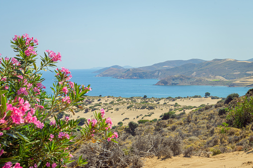 Pink Oleander flowers in the foreground with the sand dunes of the Lemnos desert and the north Aegean Sea in the background.