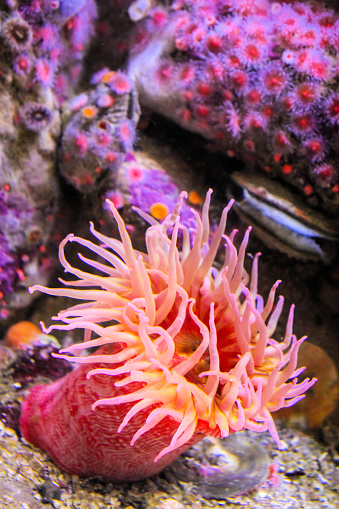 Sea Anemone at Monterey Bay Aquarium in California - beautiful colors and textures