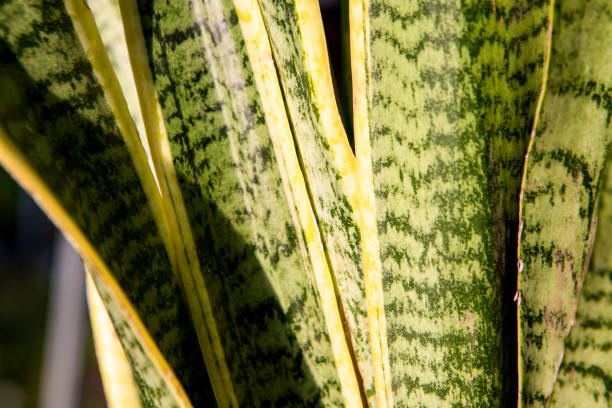 istock flowers macro photo 1409158682