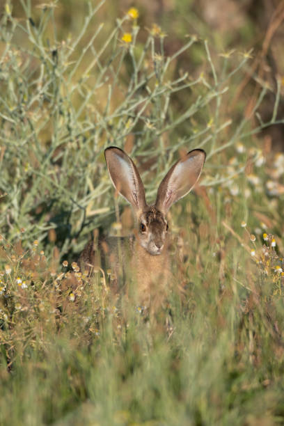 istock Black-Tailed Jackrabbit Hiding in Bushes/Shrubs 1409159074