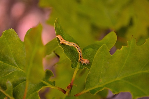 caterpillars from the family Geometridae are known pests of oaks