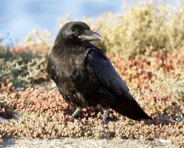 Common Raven standing on marshland. Santa Clara County County, California, USA.
