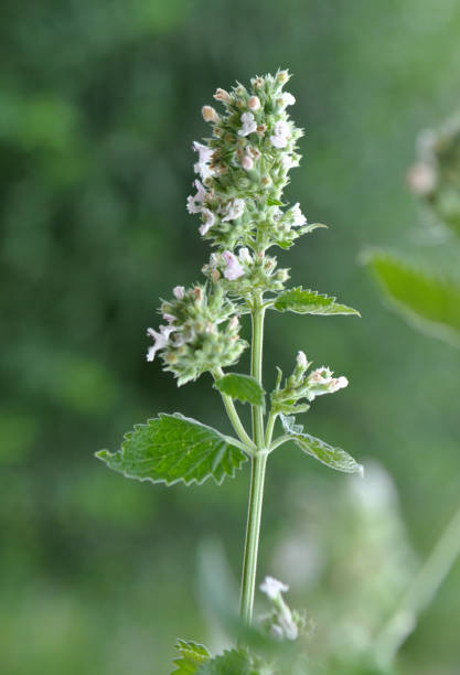 istock Flowering melissa (Melissa officinalis) flowers 1409160120