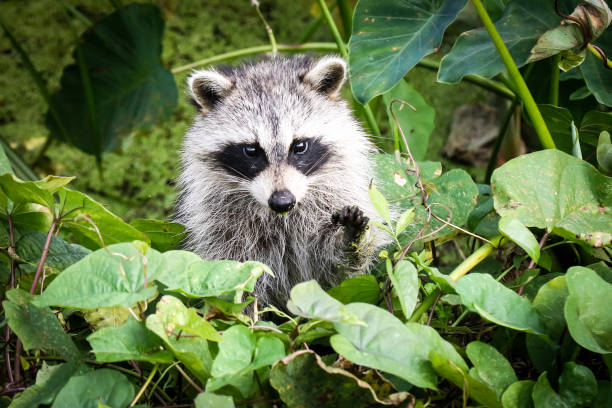 istock Baby Racoon hiding in Foliage 1409163294