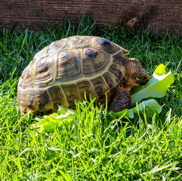 istock Tortoise, Greek tortoise 1409163783