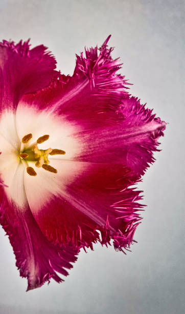 istock flower, plant , weed, flowering , tree 1409164718