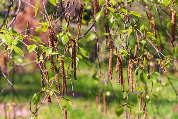 istock Amentum and young leaves on birch branches, background. 1409166885
