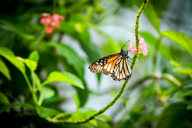 istock Monarch Butterfly on Flowing Plant in Central Florida Botanical Park 1409166979
