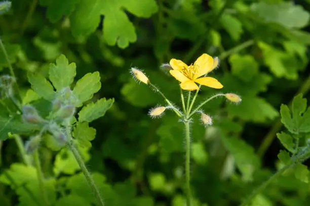 Yellow Chelidonium flower on a background of green leaves in spring.