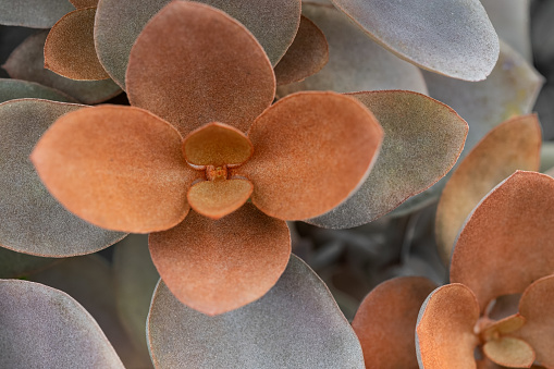 Closeup details of the soft textured copper and gray colored leaves of a succulent sedum plant growing in a garden.