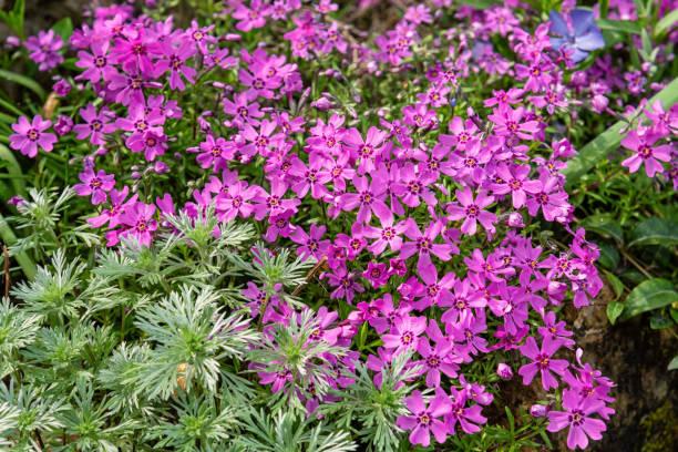 istock Pink flowers Phlox subulate in the garden, background. 1409168071