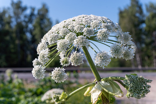 Close-up of a blooming decorative onion. White flowering allium