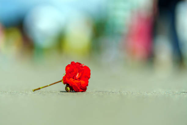 istock Bright red flower lies on the asphalt 1409168399