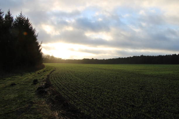 istock Glowing sunset during dusk and agricultural field 1409168447