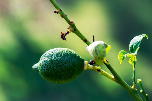 Close-up of sprouting and budding on an lemon sapling in the garden. Defocused background.