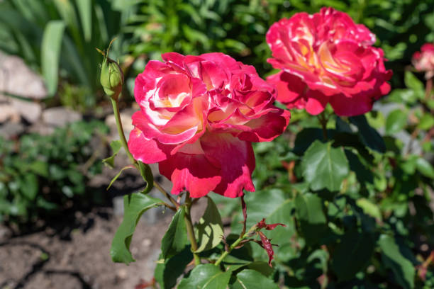 fleur rose double délice dans le jardin. - hybrid tea rose photos et images de collection