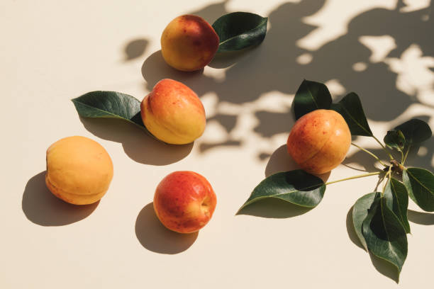 Summer scene with fresh apricot fruit, leaves, shadow on beige background. Minimal aesthetic. Close-up composition. Summer scene with fresh apricot fruit, leaves and tree shadow on beige background. Minimal aesthetic. Close-up composition. peach color table stock pictures, royalty-free photos & images