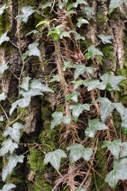 istock Ivy (Hedera helix) grows in the wild in the forest 1409169639