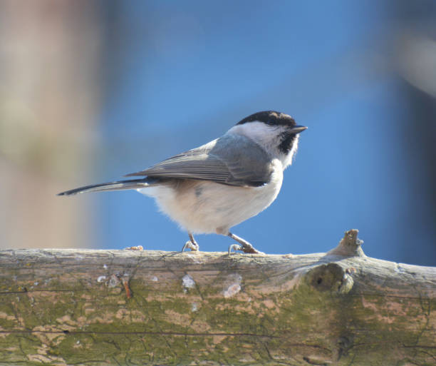 istock On a branch sits a bird Poecile palustris, Parus palustris 1409169664