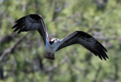 Photograph of an Osprey in flight.