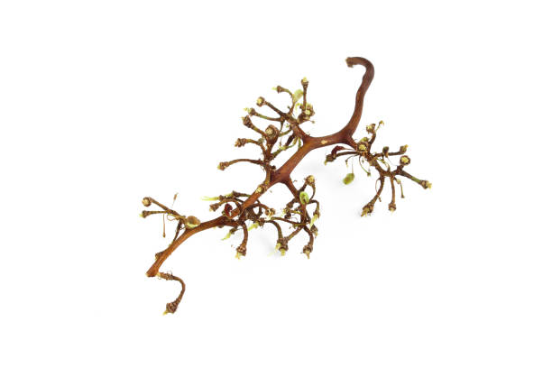istock Empty eaten grapes cluster isolated on white background. Fruit branch 1409170962