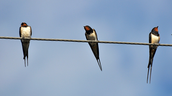 The morning before how to fly off in the warmer areasl for a few days swallows gather in a pack and sit on the wires