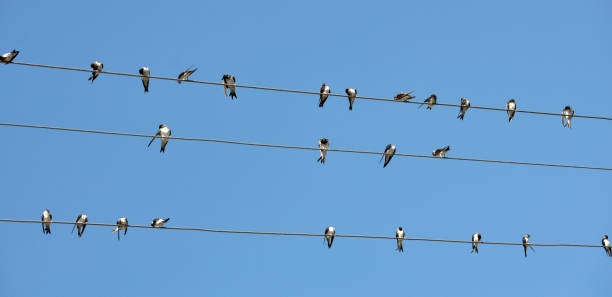 istock Swallows are sitting on the wires 1409171855