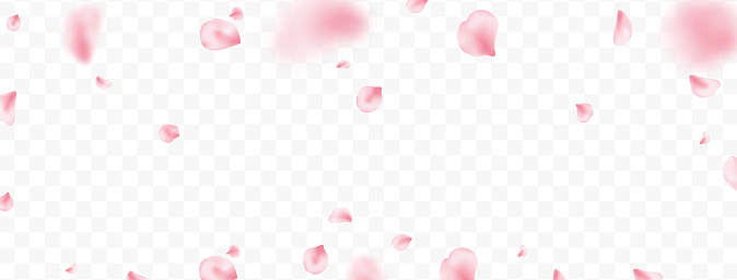 Flower flying background. Sakura petal spring blossom. Pink rose composition. Beauty Spa product frame. Valentine romantic card. Light delicate pastel design. Wedding card. Vector illustration.