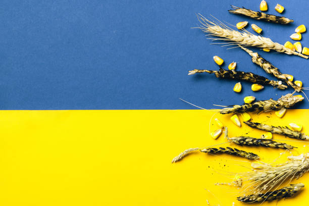 istock Burned ears of wheat on Ukrainian flag background 1409172383