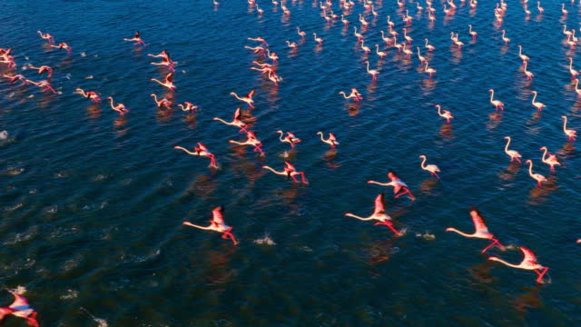 Slow motion flock of flamingos flying over sea