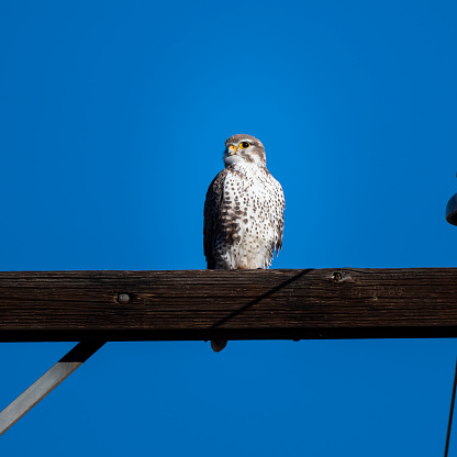Photograph of a Prairie Falcon