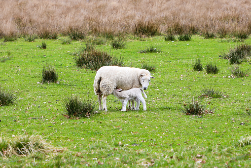 Cute newborn lamb nursing in the green grassy landscape of Northern Scotland