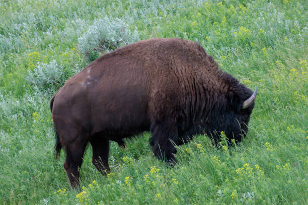 istock A bison grazes in green grass 1409174594