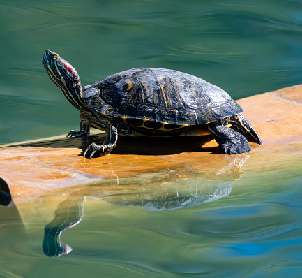 Photograph of a Red Eared Slider Turtle