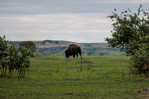 A bison grazes on green grass at Theodore Roosevelt National Park in North Dakota