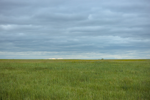 A view of the green grass of the prairie on an overcast day at Theodore Roosevelt National Park in North Dakota