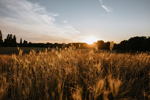 Wheat fields at sunset