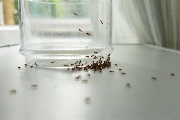 食べ物を探しているガラスの上のアリの塊。 - ant ストックフォトと画像