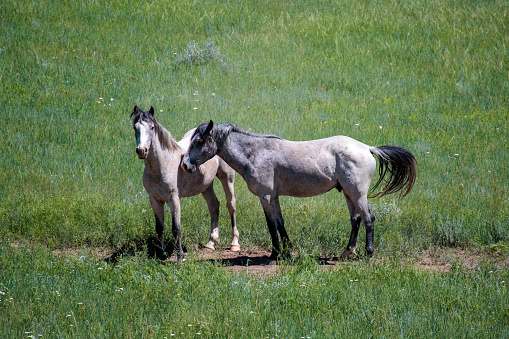 free roaming mustangs in the Pryor Mountain wild horse range in Wyoming