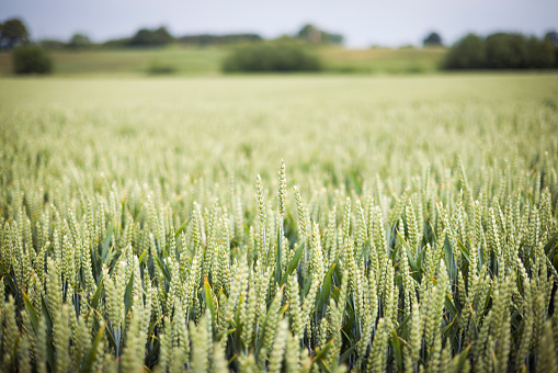 Wheat field. Close-up of green ears of wheat, crops growing on a farm in UK countryside