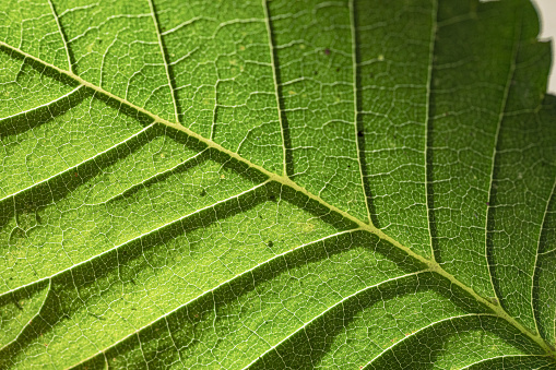 Hazelnut leaf, Extreme closeup, back lit by sunlight,