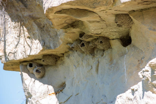 istock Mud Swallow nests under a rocky overhang 1409177160