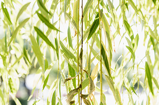 Weeping willow back lit by sunlight, close up of hanging branches with leaves