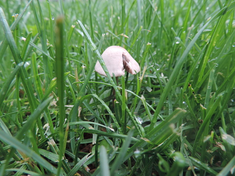 This high quality image showcases a slightly damaged, or perhaps eaten, mushroom growing in the middle of a grassy area
