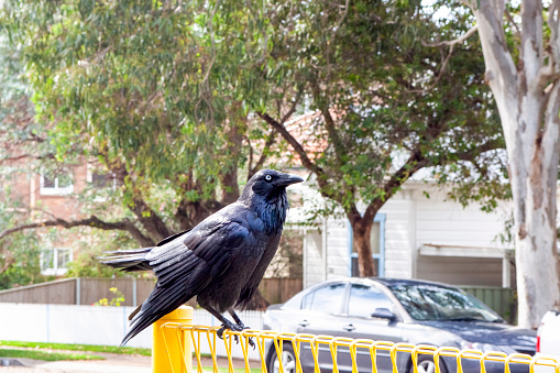 Raven in city, background with copy space, full frame horizontal composition