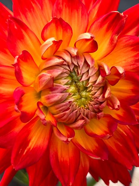 istock Dahlia Vibrant Red and Orange 1409179681
