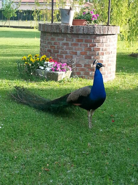 istock peacock on a green lawn 1409180551