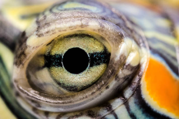 istock The great eye of a little turtle 1409183080