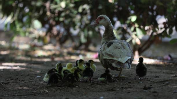 istock Duck with ducklings walking in the park 1409185037