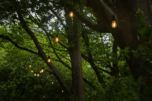 Illuminated fairy lights in the trees for a summer party in the garden or park, copy space, selected focus, narrow depth of field